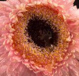 Pink Gerbera 1-24-2017.jpg