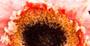 Close Up Pink Gerbera 1-24-2017.jpg