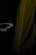 DSC_8691+Feather ISO100 250 F16-0001.jpg