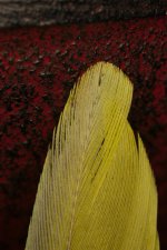 DSC_8686+Feather ISO 200 200 F16 closer sm-0001.jpg