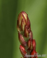 DSC_3674.jpg
