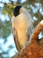 BlackHeron.jpg