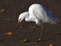 Egret6.jpg