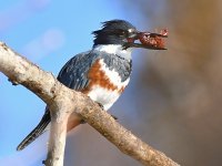 Kingfisher2.jpg