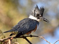 Kingfisher9.jpg