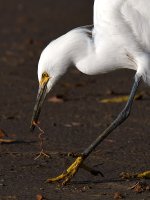 Egret7.jpg