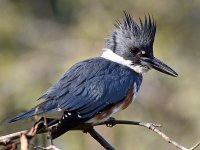 Kingfisher11.jpg