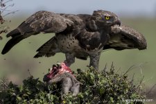 marshal eagle exposure tours.jpg