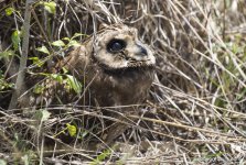 owl - mara safari.jpg