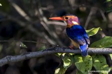 kingfisher bird safari.jpg