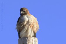 1-25-17-cr__D7K5528.jpg