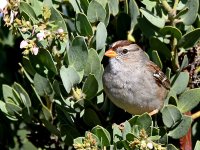 Sparrow8.jpg