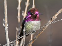 Hummer2.jpg