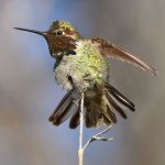 Hummer7.jpg