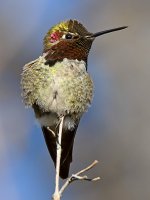 Hummer5.jpg