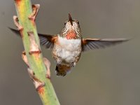 Hummer12.jpg