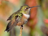 Hummer16.jpg