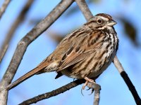 Sparrow4.jpg