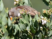 Sparrow6.jpg