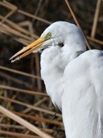 Egret5.jpg