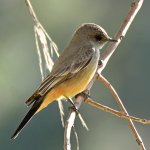 Kingbird.jpg