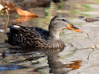 Mallard.jpg