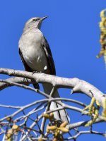 Mockingbird.jpg