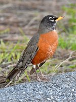 Robin.jpg