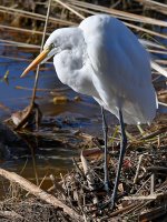 Egret2.jpg