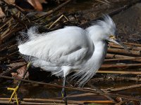 Egret6.jpg