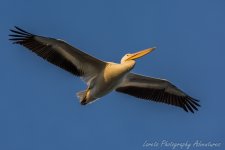 DSC_6469.jpg