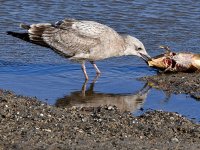 Gull6.jpg