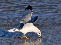 Gull4.jpg