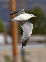 Gull8.jpg