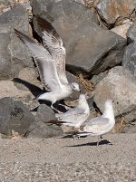 Gull13.jpg