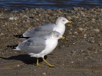 Gull14.jpg