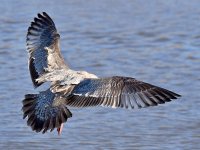 Gull2.jpg