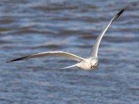 Gull7.jpg
