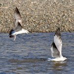 Gull9.jpg