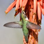 Hummer2.jpg