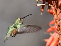 Hummer10.jpg
