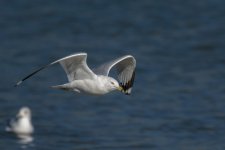 _DSC7734-Edit.jpg