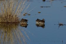 1-28-17-cr__D7K5591.jpg