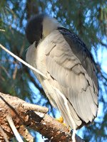 BlackHeron.jpg