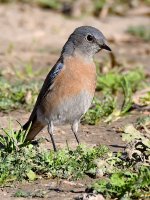 Bluebird4.jpg