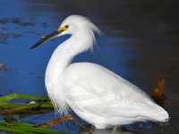 Egret.jpg