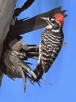 NuttelsWoodpecker2.jpg