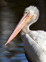 Pelican.jpg