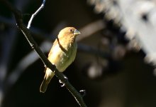 ROY_0144.JPG