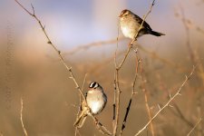 1-29-17-cr__D7K5603.jpg